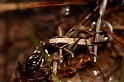 Grasshoppers